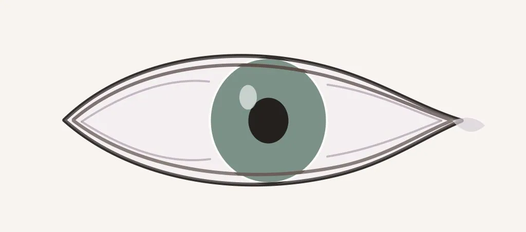 Schéma simplifié de la surface oculaire et de la conjonctive